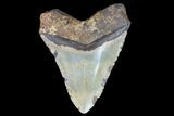 Large, Fossil Megalodon Tooth - North Carolina #75525-2